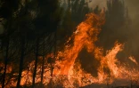 Feu de forêt à Louchats, à 35 km de Landiras, en Gironde, le 18 juillet 2022