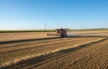 Un champ de blé dans la région de Kharkiv, le 18 juillet 2022