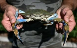 Un crabe bleu dans la lagune de Scardovari, au sud de Venise, le 11 août 2023. Sa multiplication accélérée est devenue un sérieux problème sur la côte adriatique