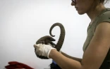 Julie Vanassche, directrice belge du refuge Libassa Wildlife Sanctuary qui recueille des pangolins. PrĂšs de Monrovia, le 19 novembre 2021