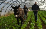 A la ferme-école, l'exercice frise la haute voltige: les baudets peuvent évoluer dans des couloirs d'à peine 20 cm.