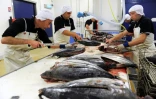 Des bonites vidées à l'usine de Concarneau, dans l'ouest de la France, qui fabrique du katsuobushi, le 21 octobre 2016 