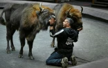 Le dresseur français lors d'une séance de travail avec des bisons d'Europe au Grand cirque de Moscou, le 1er octobre 2026
