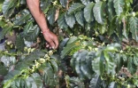 Un agriculteur surveille les fruits du caféier sur la plantation de  La Tola à El Tambo, dans le département de Narino le 21 octobre 2015
