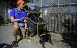 Alex Middleton, dresseur de chiens et membre de l'association R.A.T.S, laisse son chien fouiller les poubelles à la recherche de rats, le 14 mai 2021 à New York