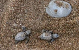 Des bébés tortues Caretta caretta, sur le sable de la plage de Kyparissia, le 23 septembre 2019 en Grèce