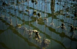 Un élevage de moules au large de la côte près de Deltebre, au sud de Tarragone, en Espagne, le 10 août 2022