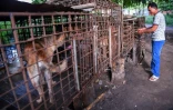 Des chiens attendent d'être tués, dans un abattoir de la province de Siem Reap, au Cambodge, le 25 octobre 2019