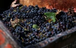 Des grappes de barbera, un cépage rouge, lors des vendanges de la "Tenuta Ca dei Mandorli" à Castel Boglione, près d'Asti, en Italie, le 17 septembre 2025 