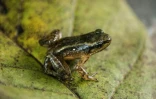 La grenouille de Mucuchies à Mérida au Vénézuela, le 11 avril 2022