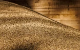 Des pellets de bois dans un hangar de stockage de l'entreprise Hans Engelke Energie, le 10 août 2022 à Berlin