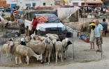 Un marché aux bestiaux avant la fête musulmane de l'Aïd al-Adha, dans la région de l'Ariana, le 21 juin 2023 à Tunis