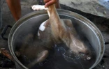 Un homme trempe un chien mort dans l'eau bouillante pour en oter la peau, dans un abattoir, le 25 octobre 2019 dans la province de Siem Reap, au Cambodge