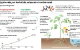 Le glyphosate