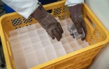 Un employé dispose des cubes de glace dans un panier à l'usine Kuramoto Ice, le 19 juin 2026 à Kanazawa, au Japon