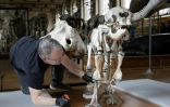Un technicien protège le squelette d'un éléphanteau avant le  déménagement de spécimens au sein de la Galerie de Paléontologie et d'Anatomie comparée du Muséum national d'Histoire naturelle, le 22 janvier 2026 à Paris 


A technician works on the protection of a baby elephant skeleton before work that must be undertaken at the Natural History Museum in Paris on January 22, 2026. Trilobites, rodents, butterflies: in the Paleontology and Comparative Anatomy Gallery of the Natural History Museum, teams are busy removing specimens from the collections and responding to requests from researchers. In a few days, it will be too late: the GPAC, a jewel of Art Nouveau architecture inaugurated in 1898, already closed to the public since mid-January, will be completely inaccessible for 18 months due to renovations.