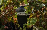 Des gendarmes dans les vignes du château Sipian, le 29 septembre 2021 à Valeyrac, en Gironde