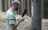 Pierre Lambert, de l'Office national des forêts (ONF) examine l'écorce d'un épicéa attaqué par le scolyte, un insecte ravageur, le 18 août 2020 dans la forêt de Ban-sur-Meurthe-Clefcy, dans les Vosges