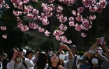Les promeneurs photographient les cerisiers en fleurs, le 21 mars 2020 à Tokyo