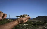 Un Pipit des arbres (Anthus trivialis) est libéré de la station de l'Observatoire des oiseaux d'Anticythère après avoir été bagué, sur la petite île d'Anticythère, le 17 septembre 2024 en Grèce