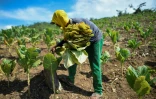 Un homme récolte des feuilles de tabac dans le village colombien de Chengue, le 29 août 2019