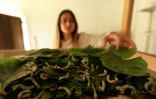 Franceska Pjetraj veille sur les vers à soie dans son atelier du village de Dajc, dans la région de Zadrima, le 27 mai 2025 en Albanie