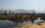 Vue d'ensemble des mangroves détruites près de Hamilton Beach, le 25 janvier 2026, en Sierra Leone