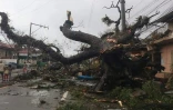 Arbre déraciné à Naga dans la province de Cebu aux Philippines après le passage du typhon Rai, le 17 décembre 2021