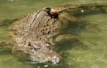 Un crocodile au Musée vivant de Bujumbura, le 14 mars 2022 au Burundi