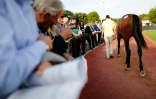 Tour de piste d'un pur sang au premier jour des ventes aux enchères de pur sang, le 14 août 2016 à Deauville