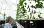 Une technicienne surveille les plants de vigne préservés dans une serre bioclimatique à Blancs-Côteaux, le 17 juin 2025 dans la Marne