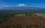 La ferme d'avocats de l'entreprise KiliAvo Fresh Ltd, avec le mont Kilimandjaro en toile de fond, à Kimana, près du parc national kényan d'Amboseli, le 2 mars 2021