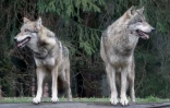 Deux loups dans un parc animalier à Eekholt près d'Itzehoe en Allemagne, le 16 janvier 2019