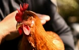 Une poule pondeuse livrée avec son poulailler portable dans le cadre du service "Rent The Chicken" à La Crescenta, le 21 avril 2025 en Californie