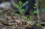 Un jeune plant de séquoia géant dans une zone récemment ravagée par le feu, dans la Redwood Mountain Grove du parc national de Kings Canyon, le 24 août 2023 en Californie