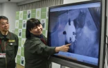 Une responsable du zoo d'Ueno à Tokyo, Mikako Kaneko (G) montre un bébé panda lors d'une conférence de presse le 12 juin 2017