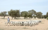 Un éleveur et son troupeau de moutons au marché à bétail de Sewekhaye, au Sénégal, le 14 juin 2023