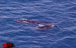 Une baleine et son petit évoluaient au large de Saint-Pierre (Sud de la Réunion) ce vendredi 6 octobre 2000 au matin. En provenance des eaux froides de l'Antarctique, la mère est venue mettre au monde son bébé dans les eaux plus chaudes de l'Océan indien