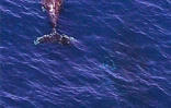 En provenance des eaux froides de l'Antarctique, les baleines viennent mettre au monde leurs bébé dans les eaux plus chaudes de l'Océan indien au large de La Réunion