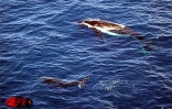 En provenance des eaux froides de l'Antarctique, les baleines viennent mettre au monde leurs bébé dans les eaux plus chaudes de l'Océan indien au large de La Réunion