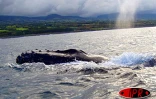Mardi 19 août 2003 -
Baleine en vue au large de Sainte-Rose - 
Photo Jean-Michel Prevet