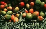 Pour les fruits et les légumes les Réunionnais sont  fidèles aux marchés forains qui se tiennent dans presque toutes les communes de l'île