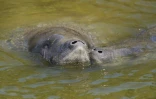 Particulièrement vulnérables aux activités humaines, les lamantins, comme ceux qui vivent dans les marais de Floride, ont particulièrement bénéficié de la protection de l'Endangered Species Act
