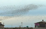 Un vol d'étourneaux à Blackpool, le 9 mars 2021
