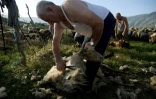Des bergers tondent des moutons dans un enclos près de Vlora, le 12 juin 2024 en Albanie
