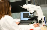 Justine O'Brien, responsable des sciences de la conservation à la Taronga Conservation Society Australia, examine des échantillons de gamètes de corail dans un laboratoire de Sydney, le 29 mai 2025 en Australie