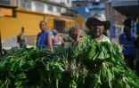 Les légumes bio du potager de la favela de Manguinhos sont vendus à un prix modique, le 6 mai 2022 à Rio de Janeiro, au Brésil