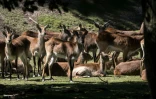 Des Antilopes Kobus leche au ZooSafari de Thoiry, le 29 mai 2020 dans les Yvelines
