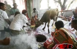 Servis malgache à Saint-Benoît -
Le sacrifice du b?uf
Photo Bruno Bamba