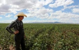 Un agriculteur mennonite regarde son champ de coton, le 25 septembre 2018 à Sabinal, au Mexique